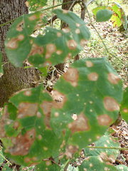 Cristulariella