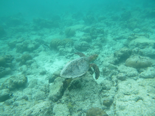 Hawksbill Sea Turtle (Eretmochelys imbricata)