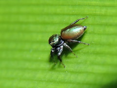 Sassacus