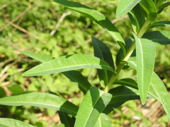 Euphorbia lucida