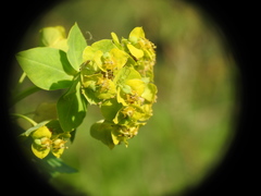 Euphorbia lucida