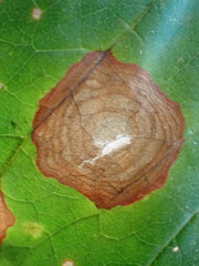 Cristulariella