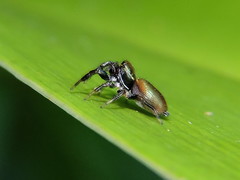 Sassacus