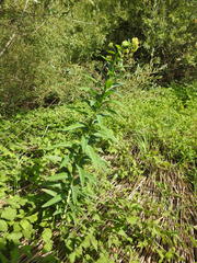 Euphorbia lucida