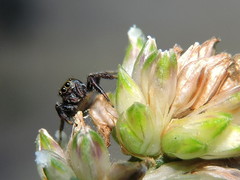 Sassacus