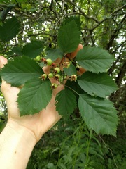 Crataegus holmesiana
