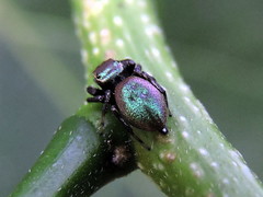 Sassacus