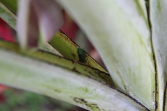 Phelsuma lineata