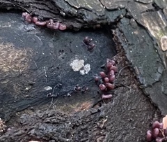 Arcyria stipata