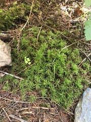 Leucolepis