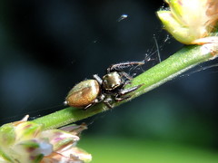 Sassacus