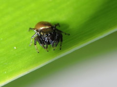 Sassacus