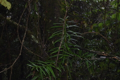 Podocarpus matudae