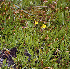 Erythranthe linearifolia