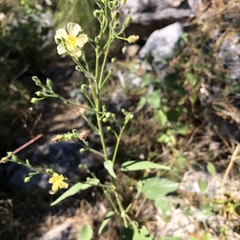 Anoda abutiloides