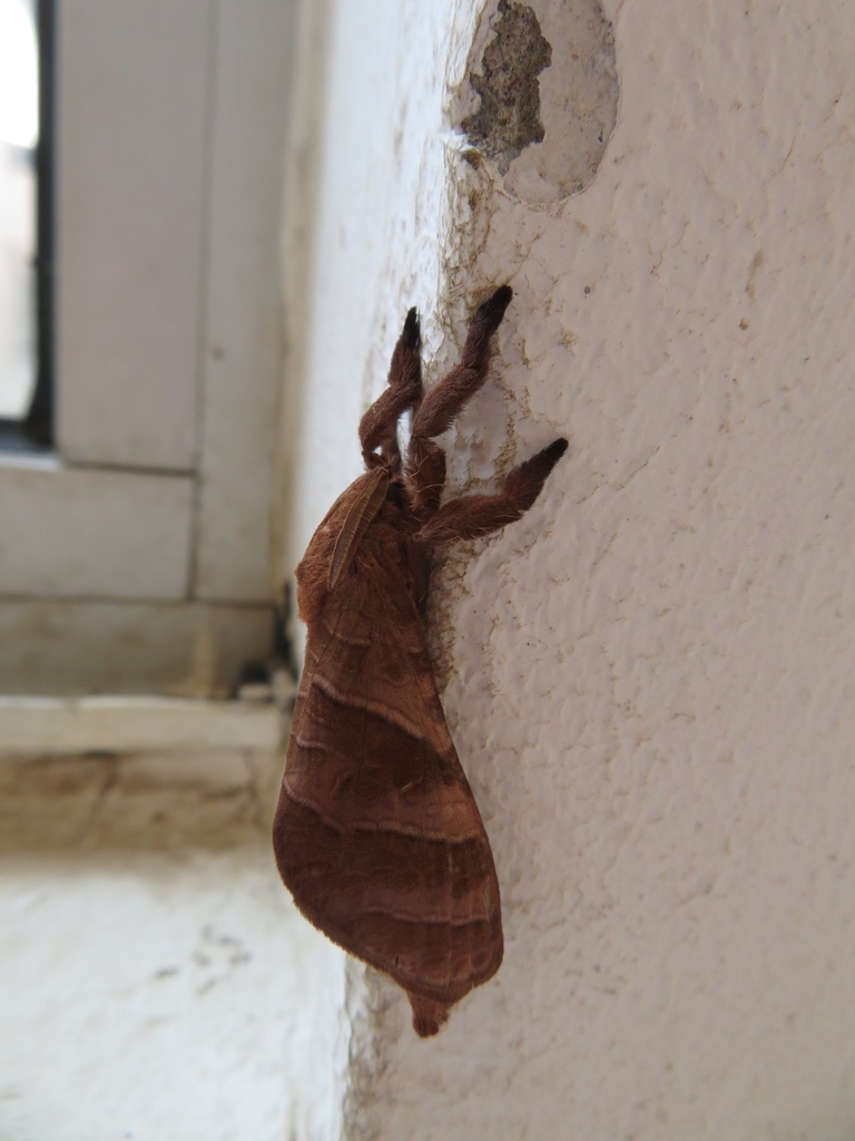 Wallacella guianensis