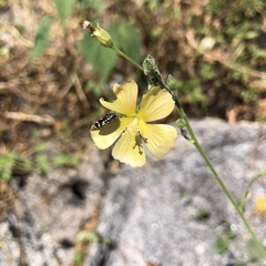 Anoda abutiloides