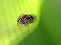 Sassacus
