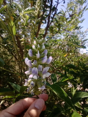 Otholobium glandulosum