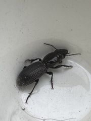 Mecodema spiniferum