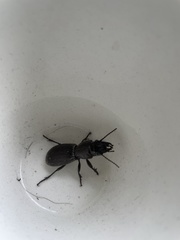 Mecodema spiniferum