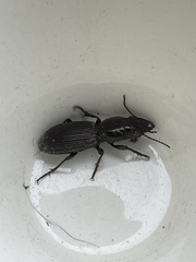 Mecodema spiniferum
