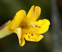 Erythranthe linearifolia
