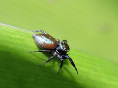 Sassacus