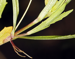 Erythranthe linearifolia