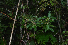 Myrsine coriacea