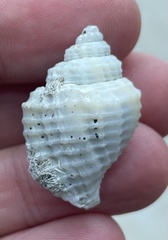 Cancellaria indentata