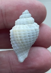 Cancellaria indentata