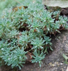 Sedum
