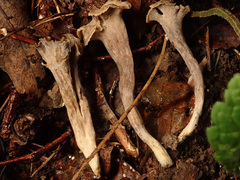 Craterellus undulatus
