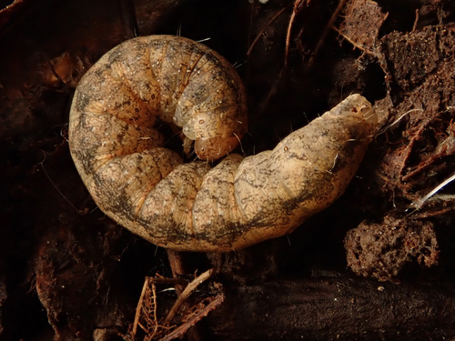 Pilkasis pelėdgalvis nuotrauka