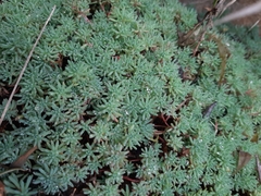 Sedum