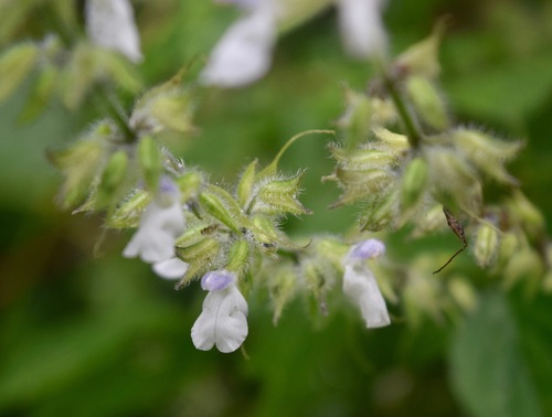 Huastecan White Sage (Salvia huastecana)