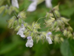 Salvia huastecana