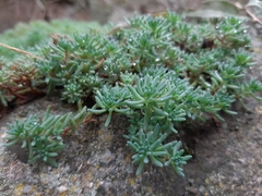 Sedum