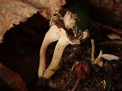 Craterellus undulatus