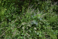 Salvia huastecana
