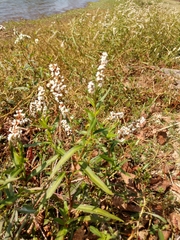 Persicaria barbata