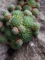 Sempervivum globiferum