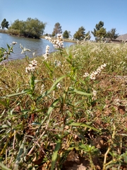 Persicaria barbata