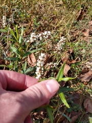 Persicaria barbata