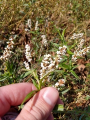 Persicaria barbata