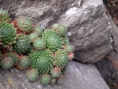 Sempervivum globiferum