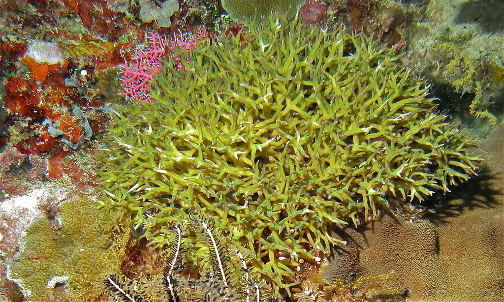 Photo de Corail aiguille porc-epic (Seriatopora hystrix)