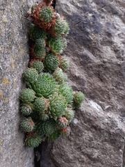 Sempervivum globiferum