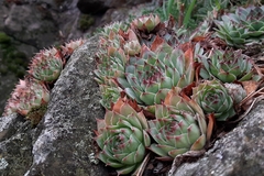 Sempervivum tectorum